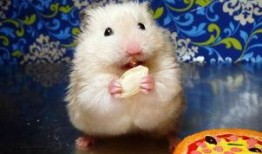 仓鼠可以吃瓜啊,揭秘仓鼠的美食世界