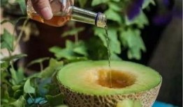 酒后吃蜜瓜,甜蜜解酒新选择