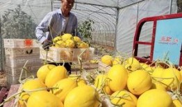 沁阳吃瓜,探寻当地特色美食的甜蜜奥秘