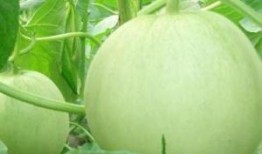 怀孕吃小瓜能吃,小瓜的营养益处与食用建议