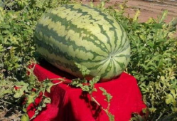 最恐怖吃瓜,揭秘最恐怖的吃瓜事件