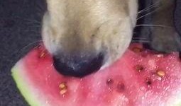 金毛阿妹吃瓜,金毛阿妹的瓜田奇遇记