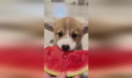 狗吃秋瓜吗,揭秘狗狗是否可以吃秋瓜