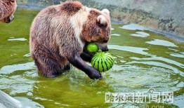 动物看人类吃瓜,动物眼中的“吃瓜群众”