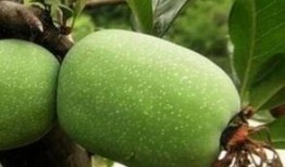 瓜楼的果实怎么吃