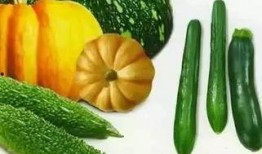 吃瓜季昕,探寻昕昕的瓜界传奇