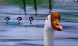 梦如吃瓜,揭秘娱乐圈的甜蜜与苦涩