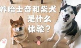 柯基吃瓜干,柯基萌宠大秀吃瓜干风采