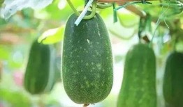吃瓜怎么留种子,揭秘瓜类植物的繁殖奥秘