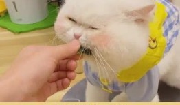 开始按头了吃瓜,揭秘网络热词背后的趣味与思考