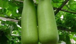 葫芦瓜能自己吃吗怎么吃,葫芦瓜的食用方法与美味佳肴