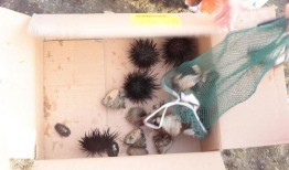 吃瓜博主和小刘,揭秘娱乐圈幕后故事