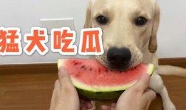 皮哈瓜怎么吃,解锁美味新体验