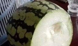 吃瓜趣事图片,笑料百出，生活瞬间