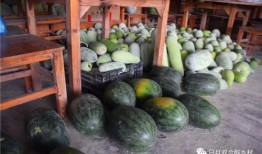 满树瓜怎么吃,解锁夏日美味新体验