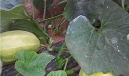 弥河银瓜适合什么人吃,营养美味，适合全家老少共享的佳品