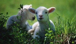 小羊51吃瓜,吃瓜群众的欢乐盛宴