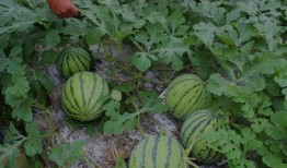 山西介休吃瓜事件视频,一场网络热议的真相追踪