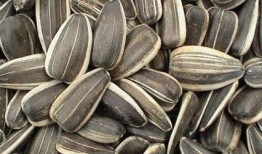 孕期可以吃小瓜,小瓜的营养与食用指南