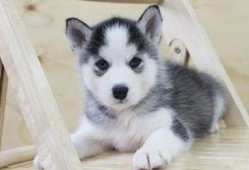 哈士奇吃瓜小幸福,小幸福生活大揭秘