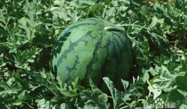 怀孕吃小瓜能吃,小瓜的营养益处与食用建议