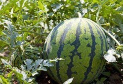 江南新城揭阳吃瓜,探寻美食瓜子的风味之旅