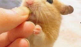 仓鼠可以吃瓜啊,揭秘仓鼠的美食世界