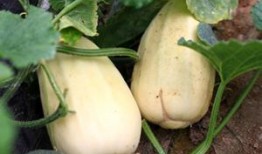 弥河银瓜适合什么人吃,营养美味，适合全家老少共享的佳品