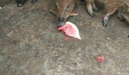 骑着猪吃瓜,一场奇妙的骑猪食瓜之旅
