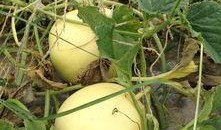 地里的瓜可以吃的