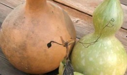 葫芦瓜能自己吃吗怎么吃,葫芦瓜的食用方法与美味佳肴