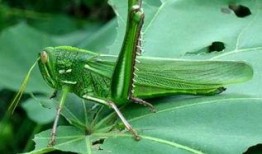 小蚂蚱吃瓜姐,小蚂蚱与瓜姐的奇妙食趣之旅