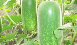 吃老方瓜减肥吗,揭秘瓜类减肥新潮流