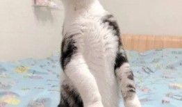 吃瓜猫热吗,吃瓜猫如何应对高温挑战？