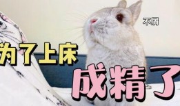 兔子吃福寿瓜吗,探寻兔子饮食习惯之谜