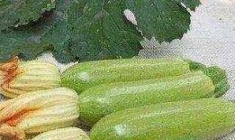 高血压吃吊瓜,吊瓜食疗养生之道