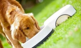 疫情期间吃瓜图片狗,见证时代变迁的可爱瞬间