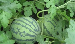 执行官吃瓜,一场意外的吃瓜盛宴