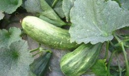 酥瓜怎么吃的,解锁夏日清新美味