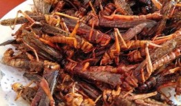 小蚂蚱吃瓜姐,小蚂蚱与瓜姐的奇妙食趣之旅