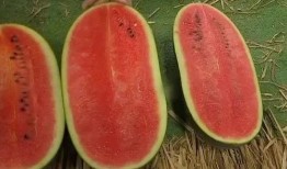 如何精准快速吃瓜,揭秘精准快速吃瓜攻略