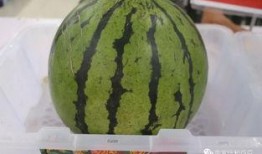 吃瓜比赛目的,吃瓜大赛，谁是瓜界王者？