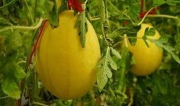 2024在线吃瓜群,揭秘网络热议背后的故事