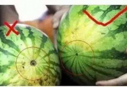 福州吃瓜星野,探寻美食与文化的交融之旅