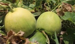 香瓜弟弟 今日吃瓜,揭秘娱乐圈新鲜事