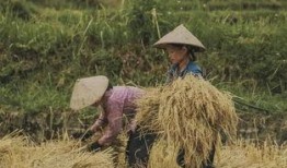 麦田小姐姐吃瓜,揭秘娱乐圈幕后故事