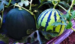 吃瓜的季节又来了,跟随季节的脚步，畅享清凉美味