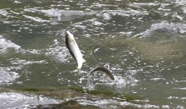 带你吃瓜解说鱼类,揭秘鱼类的多样世界