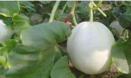 清朝吃白兰瓜图片大全