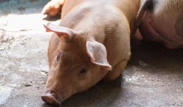 瓜牛怎么吃,轻松掌握美味瓜牛的烹饪技巧